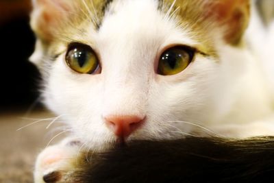 Close-up portrait of kitten