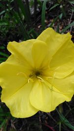 Close-up of yellow flower