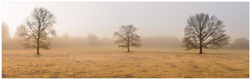 Bare trees on field against sky