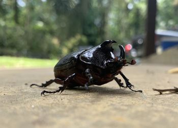 Close-up of insect on land