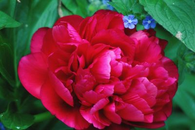 Close-up of pink flowers