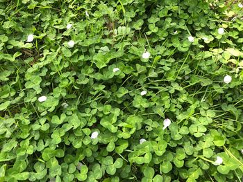 Close-up of plants