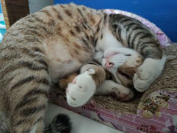 Cat sleeping on bed