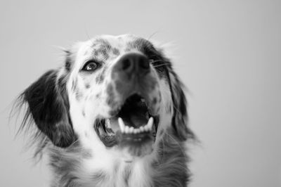 Close-up portrait of a dog over white background