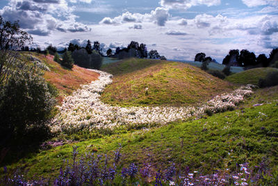 Scenic view of field against sky