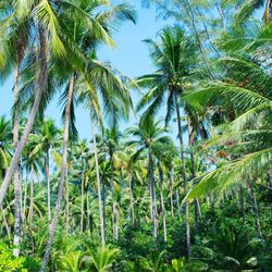 Palm trees against sky