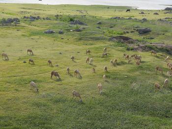 Goats on field