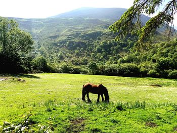 Horses grazing on grassy field