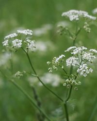 Close-up of white daisy flowers growing on field