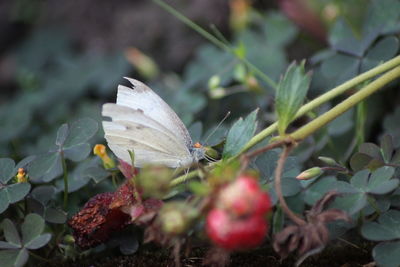 Close-up of butterfly on plant