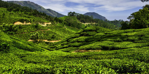 Tea estate