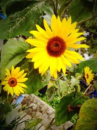 Close-up of sunflower blooming outdoors