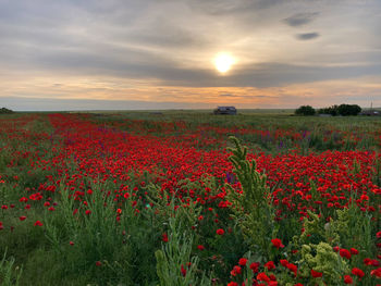 Red poppies on field against sky during sunset