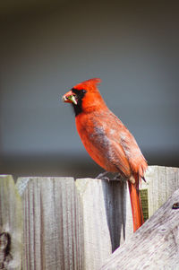 Close-up of bird perching on railing
