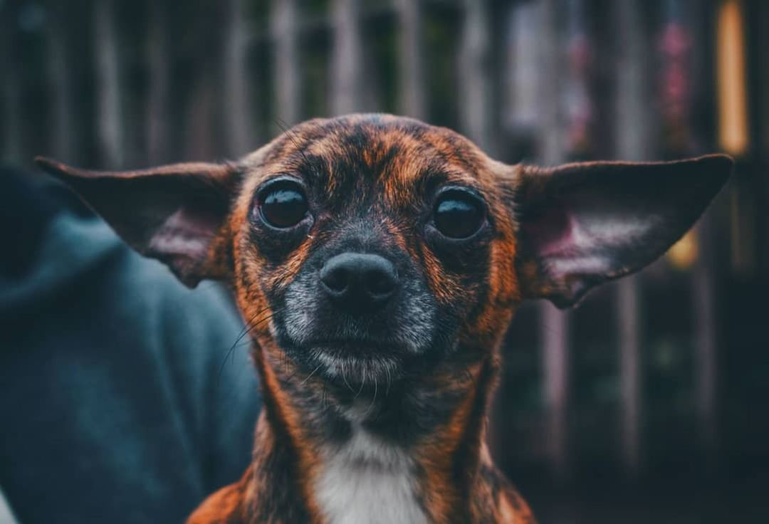 one animal, domestic animals, mammal, domestic, pets, dog, canine, portrait, close-up, looking at camera, focus on foreground, vertebrate, animal body part, no people, brown, day, snout, chihuahua - dog, animal nose, animal eye