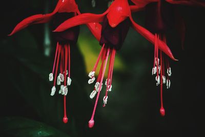 Close-up of red decorations hanging