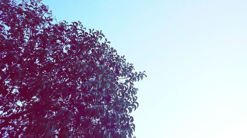 Low angle view of trees against clear sky