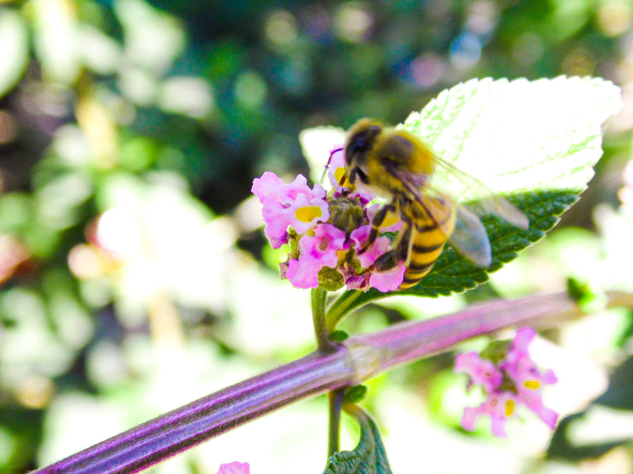 animal themes, flower, animal, flowering plant, animal wildlife, insect, beauty in nature, plant, one animal, wildlife, freshness, fragility, close-up, nature, petal, animal wing, flower head, focus on foreground, growth, pollination, no people, bee, blossom, perching, macro photography, outdoors, day, purple, springtime, animal body part, butterfly, pink, honey bee, eating