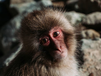 Close-up portrait of a monkey