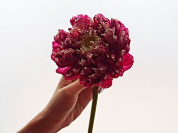 Close-up of hand holding pink flower against white background