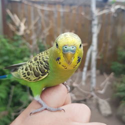 Close-up of a hand holding a bird