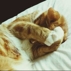 Close-up of cat sleeping