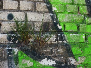 Plant growing on stone wall