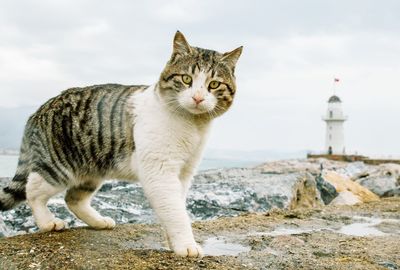 Portrait of cat standing on rock against cloudy sky