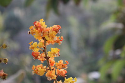 Close-up of orange flowering plant