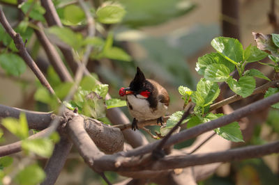 Close-up of bird perching on branch