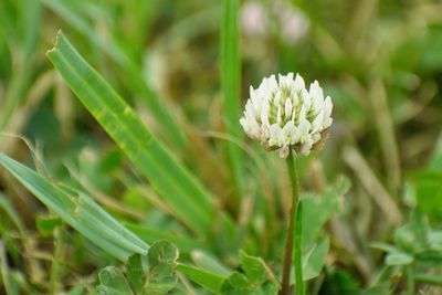 Close-up of white flower blooming in field