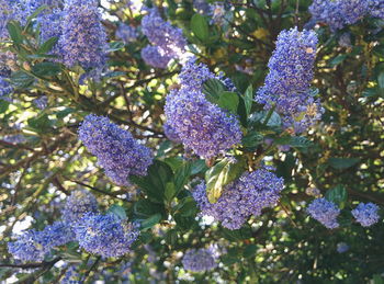 Close-up of purple flowering plants