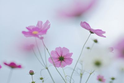 Close-up of pink flowers