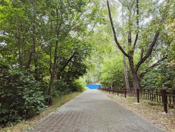 Empty road amidst trees in forest
