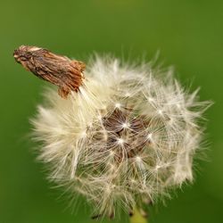 Close-up of white dandelion flower