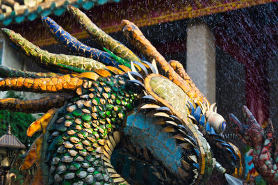 Close-up of peacock in water