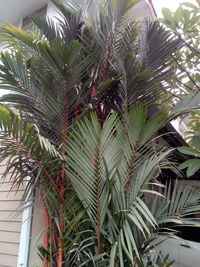 Close-up of palm tree