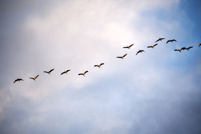 Low angle view of birds flying in sky