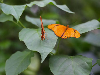 Close-up of orange leaves on plant during autumn