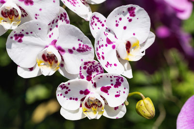 Close-up of pink orchids