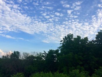 Low angle view of trees against sky