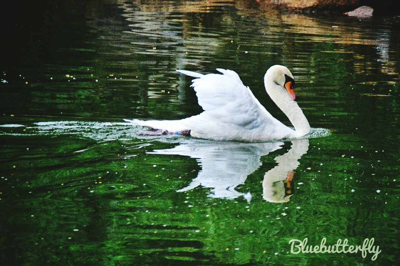 animals in the wild, animal themes, swan, one animal, reflection, water, bird, white color, lake, swimming, animal wildlife, day, water bird, outdoors, nature, no people, waterfront, beak, close-up