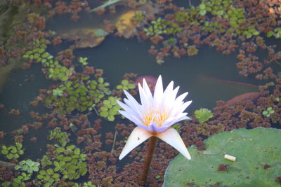 Close-up of lotus water lily