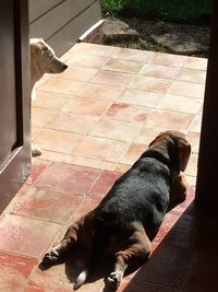 High angle view of dog on tiled floor