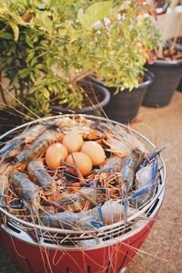 High angle view of eggs in nest