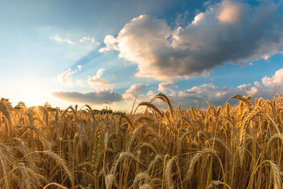 Close-up of wheat field against sky