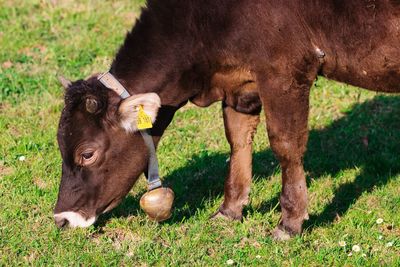 Cows in a field