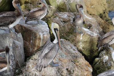 Brown pelican standing on a rock