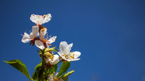 Low angle view of white flowering plant against clear blue sky