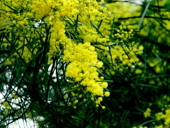 Close-up of yellow flowering plant